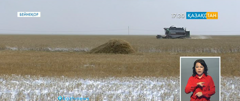 Егін орағы қиын жағдайда жүруде (толығырақ)