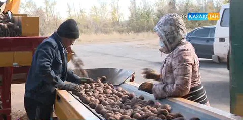 Қырғызстаннан Қазақстанға картоп жеткізуге қойылған шектеу алынды