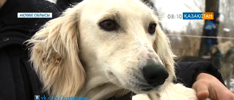 Ақтөбеде тазы асыраушылар клубы ашылды