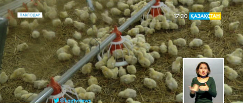 «Қызылжар» құс фабрикасы қайта іске қосылды