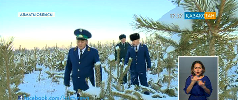 Алматы облысындағы Кеген орман шаруашылығының күйі қашқан
