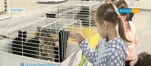 Павлодарда иесі жоқ үй жануарларының көрмесі өтті