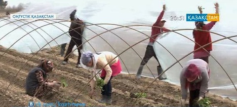 Оңтүстік көктемгі егіске дайындалуда