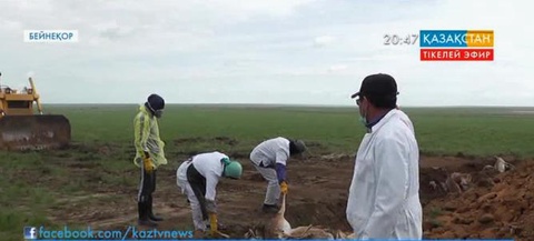 Үш облыстың аумағында 120 мыңнан астам киік өлексесі көмілді
