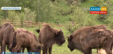 Алакөл ауданындағы Лепсі ауылының маңына 8 зубр жіберілді