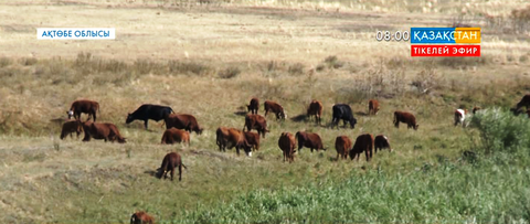 Ақтөбе облысында малдарға пастереллезге қарсы екпе жұмыстары жүргізілуде