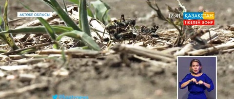 Ақтөбе облысында шегірткеге қарсы улау жұмыстары жүргізілуде