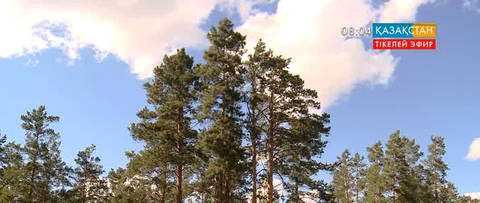 Семейде қарағайлы орманның көлемі ұлғаюда