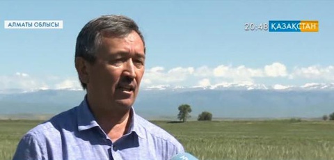 Алматы облысында қант қызылшасы өсетін аумақ небәрі 4 мың гектар алқапты алып жатыр