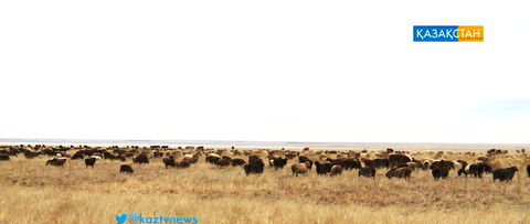 Павлодар облысында қатты дауыл мен жаңбыр салдарынан 2,5 мыңға жуық қой қырылды