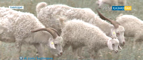 Павлодар облысында қырылған малдардан сынама алынды