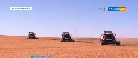 Алматы облысында егін орағы басталды