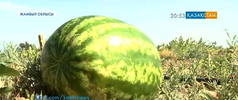 Жамбылдық шаруалар қауын-қарбызға химиялық минералдар қоспай өсіруді қолға алды