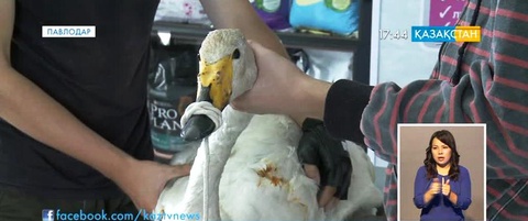 Павлодарда аққуды жаралаған күдіктілер іздестірілуде