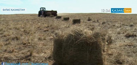 Батыс Қазақстан облысындағы Бөкей ордасы ауданында аптап ыстықтан шабындықтар күйіп кеткен
