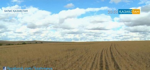 Батыс Қазақстан облысындағы Бөкей ордасы ауданында аптап ыстықтан шабындықтар күйіп кеткен (толығырақ)