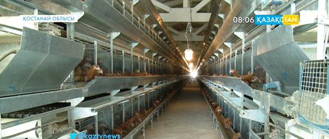 Қостанай облысындағы Арқалық құс фабрикасы өндірістік қуатын арттыруда