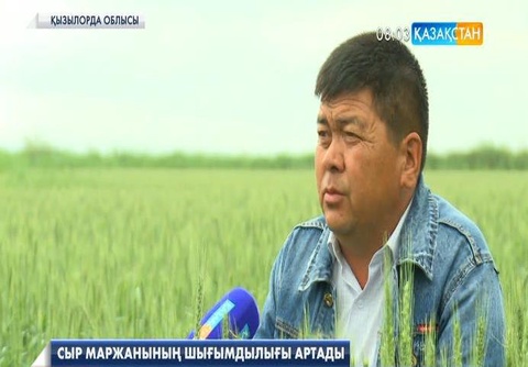 Қызылордалық дихандар күріштің «Лидер» және «Фаворит» тұқымдарын өсіруде