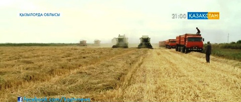 Қызылорда өңірінде күрішке орақ түсті