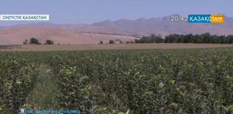 Оңтүстік Қазақстан облысында интенсивті бақтардың көлемі ұлғаюда