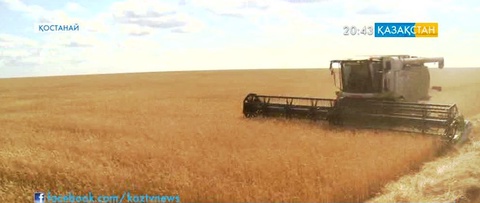 Қостанай облысында егін орағы қарқын алып келеді