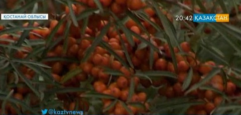 Владимир Задонски Қостанай өңіріне шырғанақ өсірумен танымал