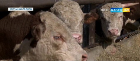Қостанай облысында  бруцеллез белең алып барады