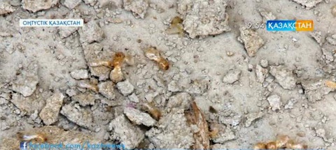 ОҚО, Абай ауылының тұрғындары құмырсқадан құтыла алмай әлек