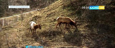 Оңтүстік Қазақстан облысында туристік ұйымдардың республикалық жәрмеңкесі өтті