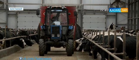 Қостанай облысында сүт фермалары көбейіп келеді