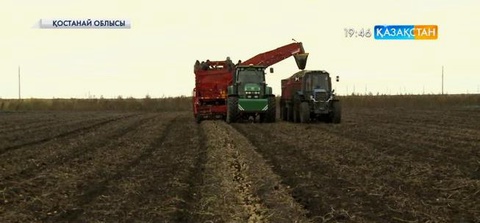 Қостанай облысында астықпен қатар, бақша өнімдерін жинау науқаны аяқталуға жақын