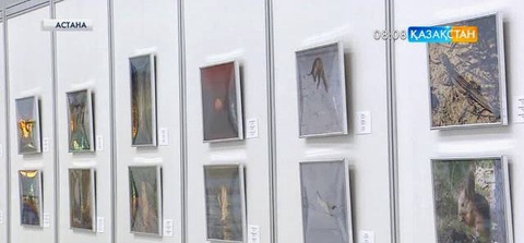 Астанада жануарлар әлемінің тұңғыш фотокөрмесі өтті