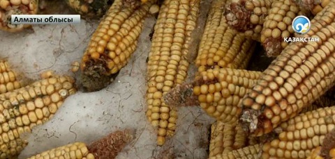 Жүгері өсірушілердің еңбегі еш болуда