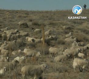 Қой шаруашылығын дамыту қажет