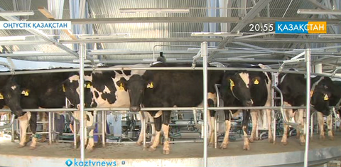 ОҚО: Арыс қаласында сүт өңдейтін цех ашылды