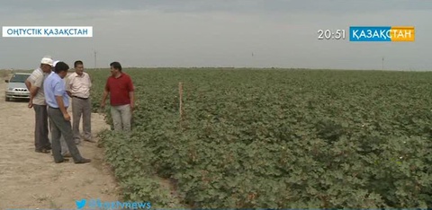 Оңтүстік Қазақстан облысында тамшылатып суару әдісі мақта өсіруге қолданыла бастады