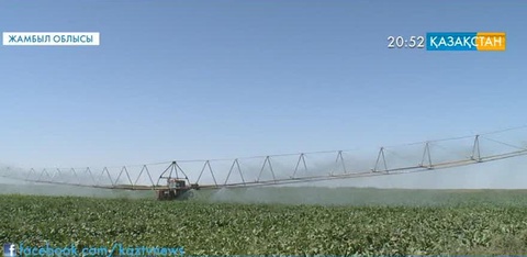 Жамбыл облысында қызылшаны жаңа технологиямен суара бастады