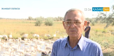 Жамбылдық Ергеш Нұралиев қаз өсіруді қолға алды