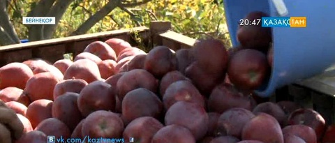 Апорт өсіру қолға алынады