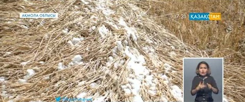 Ақмола облысында диқандар егінді жинай алмай отыр