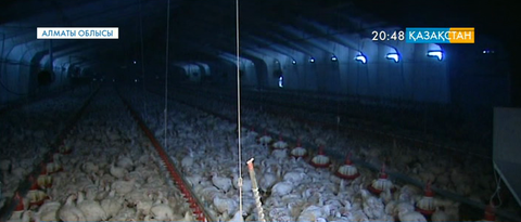 Құс фабрикаларының жұмысы жанданып келеді