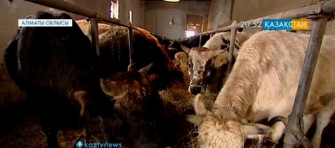 Алматы облысының ауыл шаруашылығын өркендетуге 20 миллиардтан аса субсидия бөлінді
