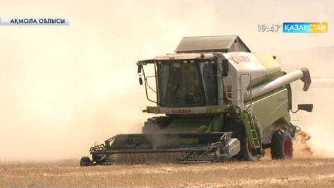 Ақмола облысында астықтың 60 пайызы қамбаға құйылды    