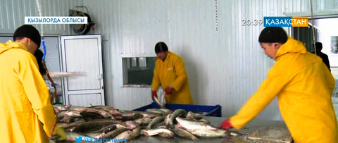 Кіші Арал теңізі елге несібе әкелді