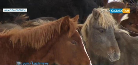 «Құлан» – құтты бағдарлама