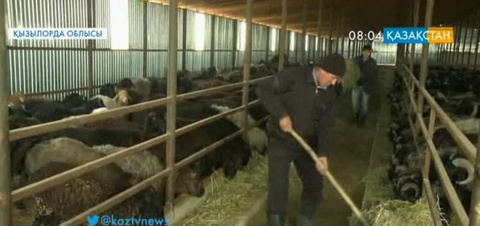 Қызылордалық Темірбек Асылбеков асыл тұқымды қой шаруашылығын дамытуда