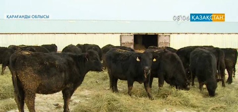 Қарқаралыда мал шаруашылығы дамып келеді