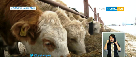 Солтүстік Қазақстан облысы Кедендік одақ елдеріне 1 мың тоннаға жуық ет экспорттады