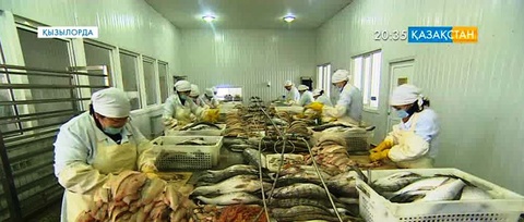 Қызылорда балығы Еуропаға экспортталуда