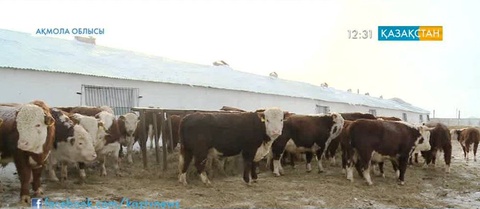 Ақмола облысында ауылшаруашылық саласы қарқынды дамуда
